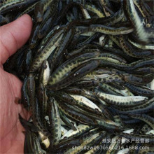 杂交乌鱼苗淮安基地直销淡水鱼苗批发量大优惠