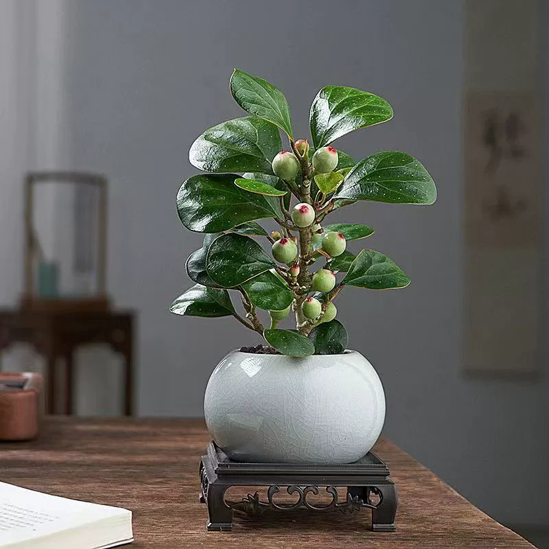 Xiaopan липы горшечные растения с фруктами доставка в помещении зеленые цветы