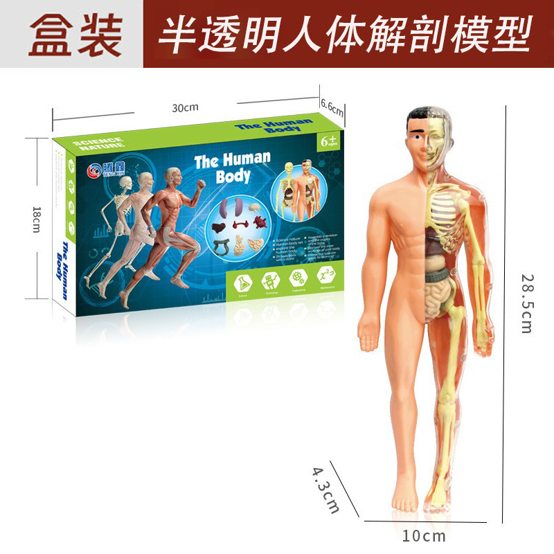 Modelo de estructura del cuerpo humano juguete para niños stem cognitivo ciencia y educación rompecabezas ensamblaje de órganos esqueleto esqueleto fabricante de estructura