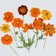 ���A���S��Ӣ�ɻ�����ֲ��˱�ins�L���е��z�Ʒ����Ѻ��DIY�Y��