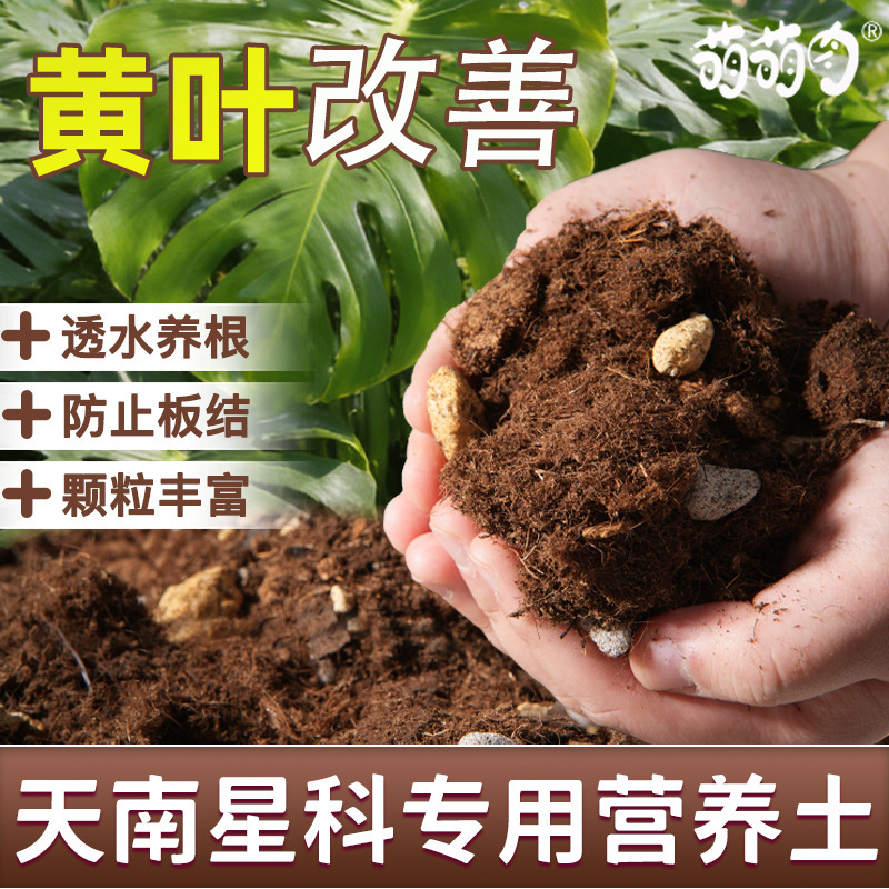 High-Quality Soil Specifically for the Alocasia Family, Breathable and Loose Planting Soil Specifically for Monstera, Soil Specifically for the Alocasia Family High-Quality Soil Specifically for the Alocasia Family, Breathable and Loose Planting Soil Specifically for Monstera, Soil Specifically for the Alocasia Family