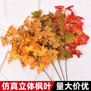 ������~��ɫ���w�t����֦�҃�ܛ�b���@��ľ�b��쾰���ϻ��٘��~