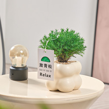 放青松绿植办公室桌面情绪稳定解压植物雾松盆栽四季常青好养轻松