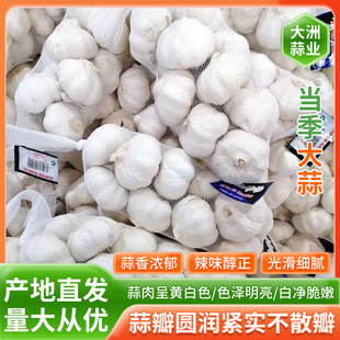 2025���������Ʒ�|�����^����6.5-8.5cm���|���ݴ������l