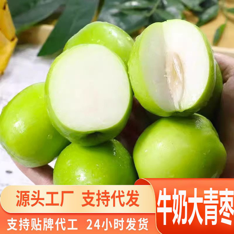 源头一件代发牛奶大青枣当季现摘现发新鲜枣脆甜蜜枣贵妃当季新鲜