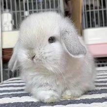 小兔子活物侏儒兔长不大迷你小型公主荷兰垂耳兔茶杯兔家养宠物兔