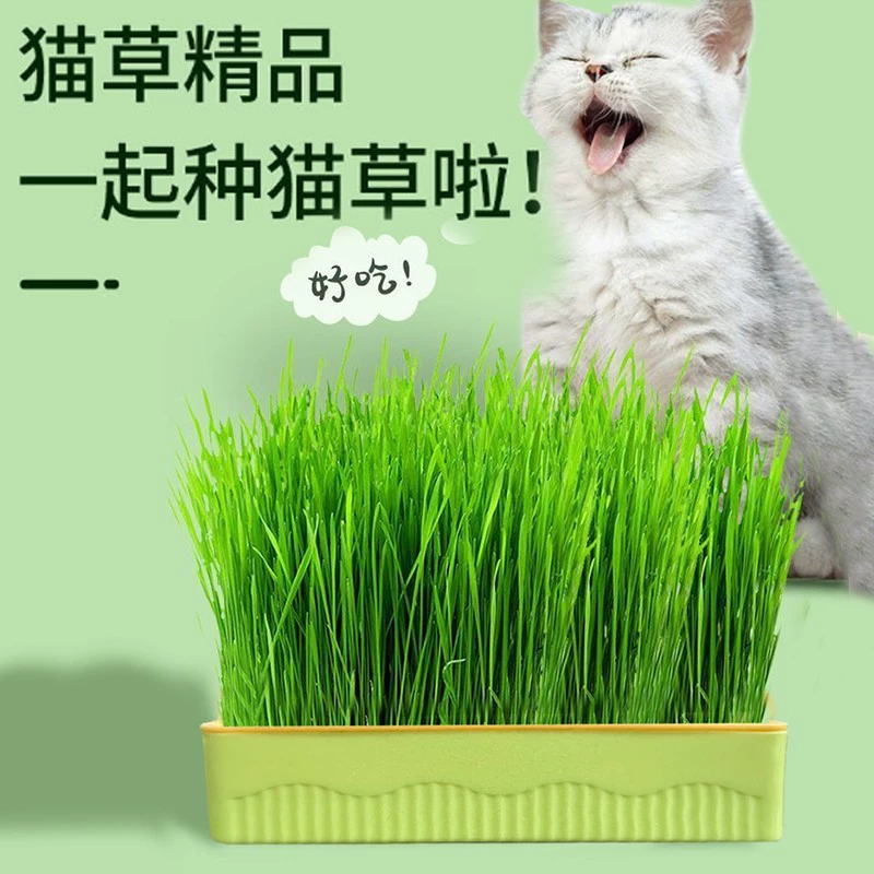 Прямоугольная коробка для кошачьей травы, набор для посадки ленивой кошачьей травы, гидропонная коробка для кошачьей травы, кошачья зеленая растительность в горшке, шарик для волос, кошачья трава
