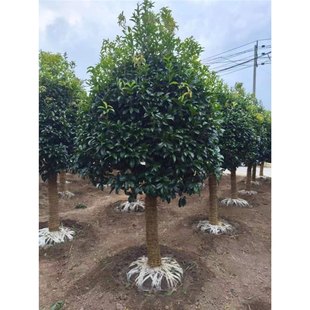 𻨘Խļ̨ܾ҃GֲͥԺ辰