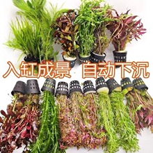 �b�ˮ�����~����С�����P����貣��ˮ��ֲ�ﵭˮ���˱��쾰��