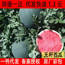 黑皮无籽西瓜种籽懒汉西瓜种子四季夏季可种冰糖黑美人西瓜苗水果