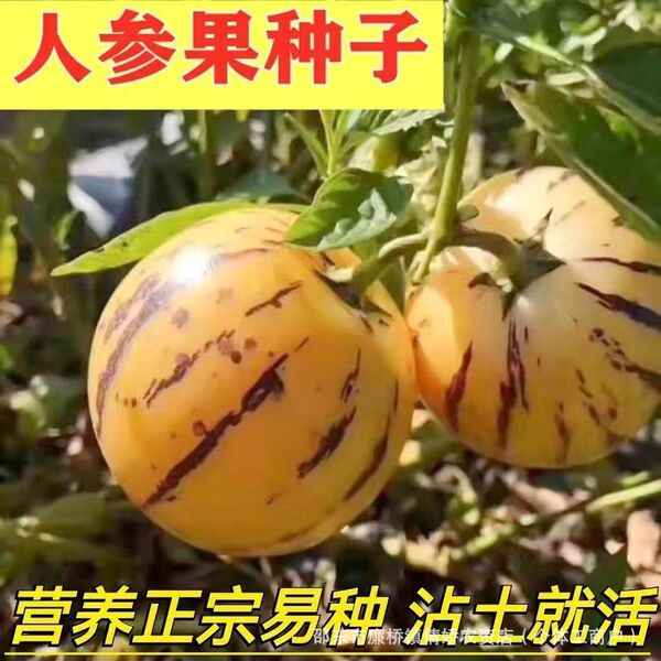 Ginseng fruit seeds