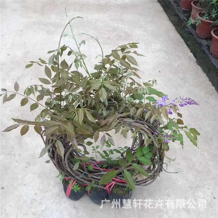 紫藤花树苗庭院爬藤植物阳台攀爬花卉工程绿化树广州基地批发幽梦