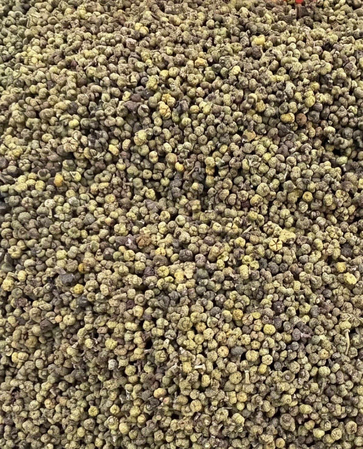Evodia Fruit Wu Zhu Yu 1000g Bag Dried Jiangxi Herb for Culinary and Traditional Use details