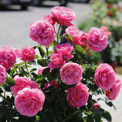 핑크 다빈치 대형 꽃 멀티 헤드 블라썸