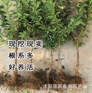 ���Ә������ڼ޽Ӈ����������ͺ��ͺ����Ե����ϱ����Nֲ�������