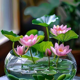 ˮ����ɏ�Nˮ��ˮ�B�Gֲ���Bֳ��ɏ�ɻ��N�o�����Ի����o���辰