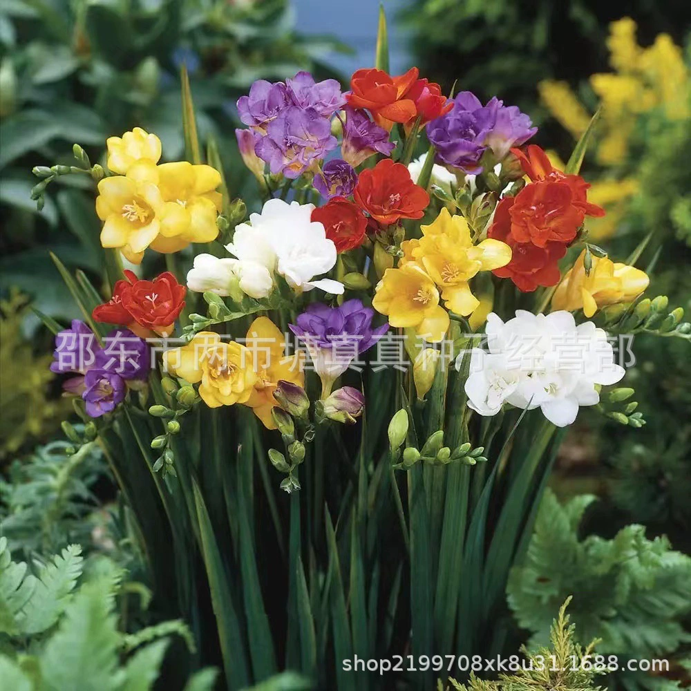 Двойной лепесток Xiangxanum Seed Ball Цветок из семян фрезии в горшке Двор Четыре сезона Легко жить Комнатный цветок с ароматом Лучжоу