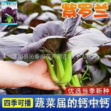 超耐热紫罗兰紫油菜种籽紫色上海青小青菜四季播阳台盆栽蔬菜种子