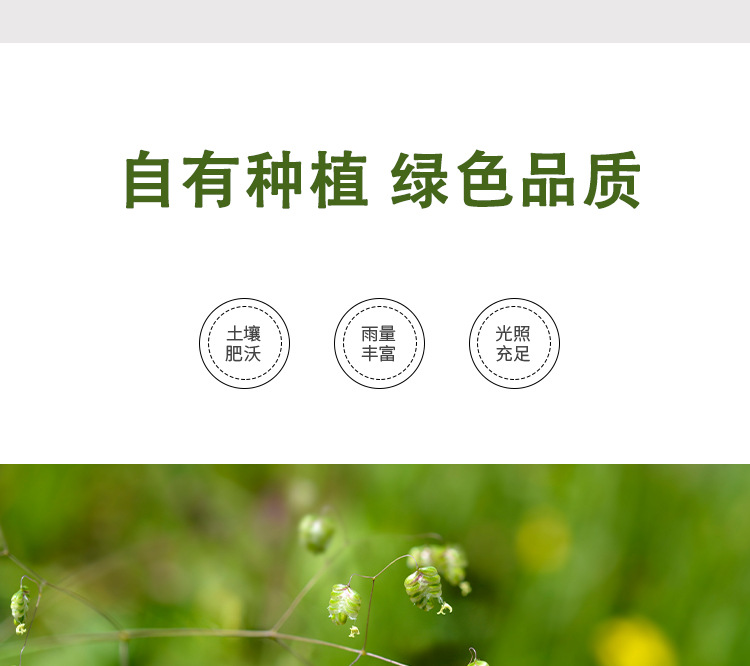 Tu Si Zi (Cuscuta chinensis) — Dried Dodder Seed, Washed & Sulfur-Free, 500g quality and texture