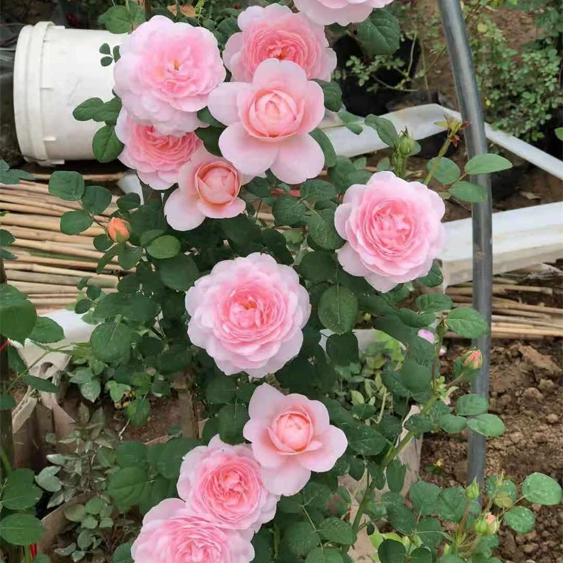 Большая цветочная роза