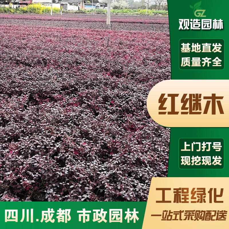 红花继木小苗四川庭院绿篱植物花镜花园景观小区道路绿化带工程苗