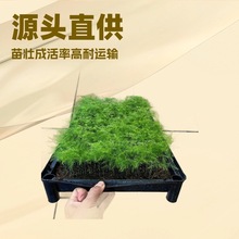 居家办公桌面观叶绿植矮化文竹微景观可水培趣味绿化花卉四季常绿