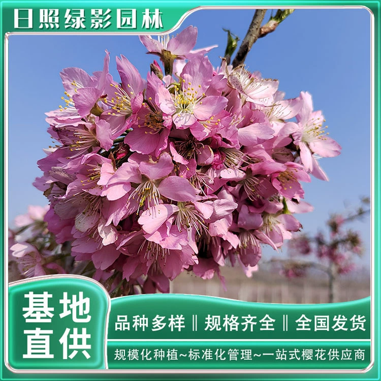 8cm Feihan Sakura Ценник на саженцы сакуры, прямые поставки с базы, где купить настоящие саженцы Feihan Sakura