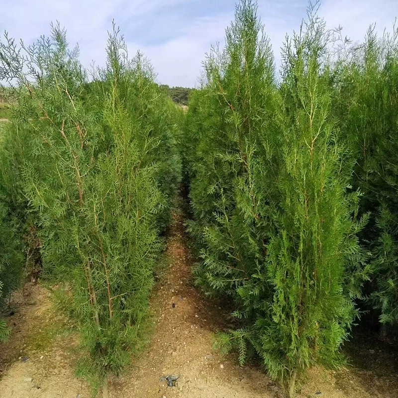 Фабрика в наличии Оптовая сторона кипариса семена сосны кипариса плоские семена кипариса защита склона шоссе озеленение посадка видов деревьев