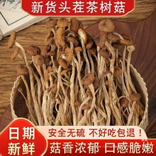 农家不开伞古田茶树菇商用餐饮店干货菜类茶树菇散装净重无干燥剂