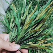 �������ֳ���ɽҰ�������������ݲݻ�ʯ�������ݲ��໽�