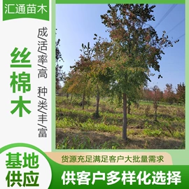 乔木;其他园林植物