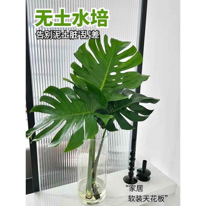 Monstera hidropónica sala de estar, grandes plantas en macetas, buenas plantas verdes en interiores, hojas grandes, hojas perennes, plantas tolerantes a la sombra, purifican el aire image 4