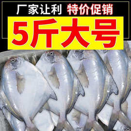 大大银鲳鱼新鲜海鲜白鲳鱼鲜活冷冻海鱼非无冰平鱼批发整箱批