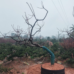 ��צ��������  ͥԺ���^���Ә� �Rˮ���L�h���� �����Ϙ����Ә�