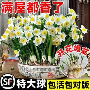 ����ˮ�ɻ��N������ˮ�B�Gֲ������ٺ���ˮ���M���ذ�ˮ��ֲ��