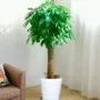 客厅盆栽植物发财树发财树