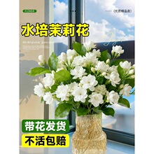 ˮ��ֲ�������������л����ϻ���ֱ�����ò廨������ֲ�ļ�����
