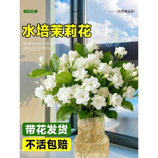 ˮ��ֲ�����������r�л���ϻ���ֱ�l���ò廨�҃ȾGֲ�ļ��_��