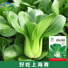 厂家批发上海青小油菜种子菜种籽大全鸡毛菜四季小青菜蔬菜种子