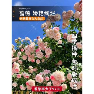 �����Nޱ���N���ձ��o���Nޱ�޽�õ���ٱ��¼��t��õ�S��õ�N��