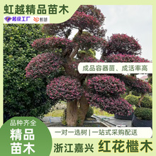 批发市政园林绿化工程庭院造型红花继木别墅景观老桩苗木红花檵木