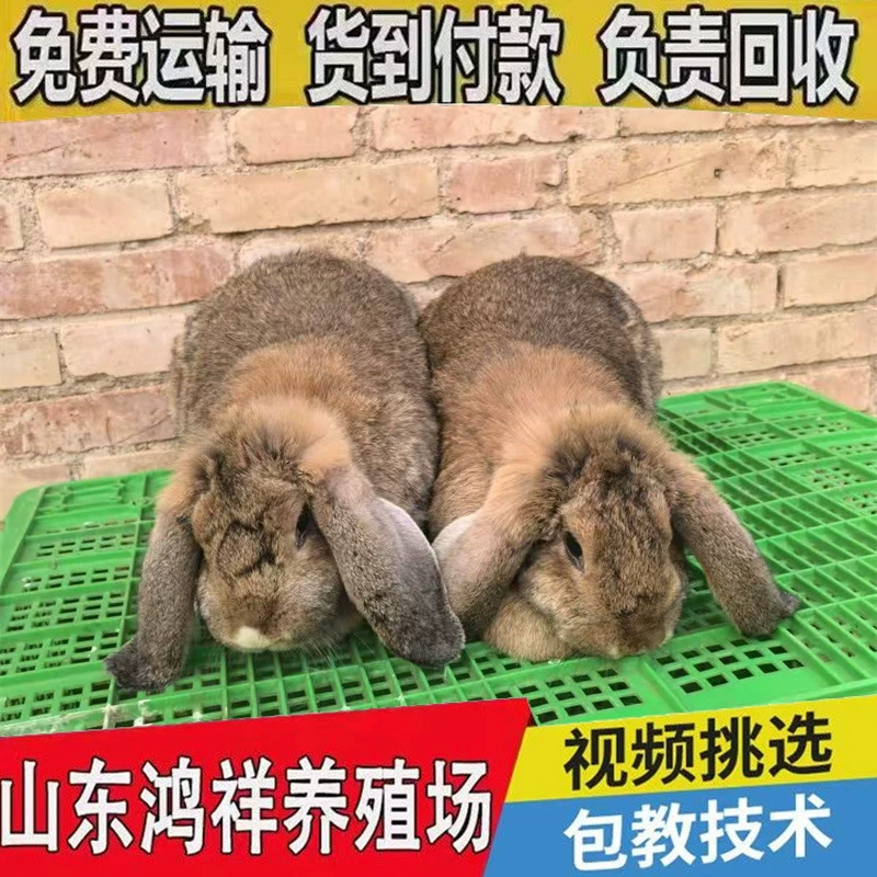 Оптовая продажа коз и кроликов: недорогие, высококачественные живые кролики, легко содержать, белые козы и кролики для домашнего животного