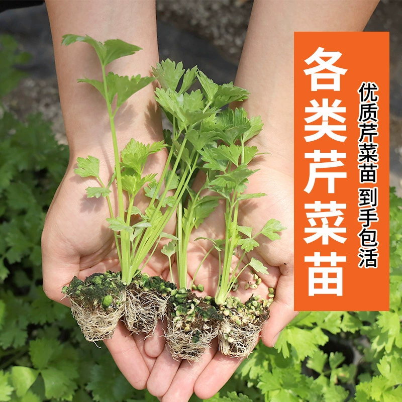 Четырехсезонные рассады сельдерея, мелкие семена петрушки, весенние, летние и осенние съедобные овощные рассады для балконной фермы