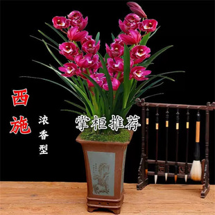 ��ʩ�m���紺�m��÷�ϰ˷N���@���֝����͎����������҃Ȼ����m��