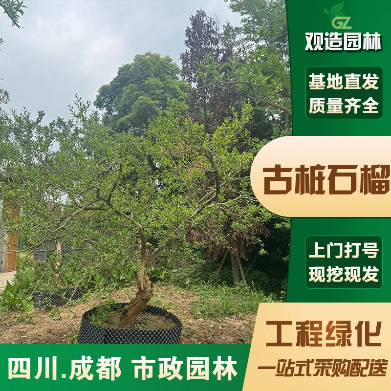 Старинные кустарники граната, ландшафтный дизайн Сычуани, проекты ландшафтного дизайна во дворе, посадка деревьев у дороги, цветы с фруктовыми цветами и зеленые растения.