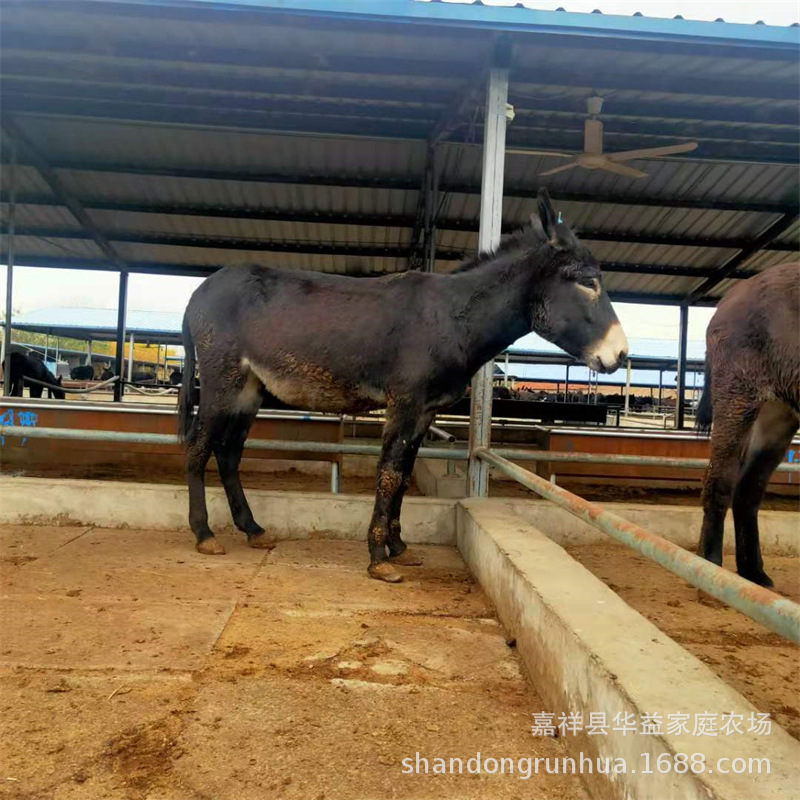 关东驴价格三粉驴山东乌头肉驴养殖场德州驴肉驴崽价格