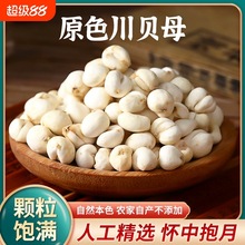 川贝四川阿坝川贝母粉500g正品天然干中药材无硫炖汤原味食用雪梨