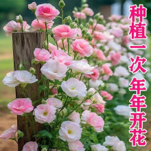 ۹NļNֲ҃ͥԺ׻ļ_ֲԻN