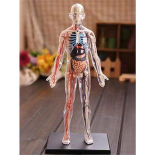 Junior high school biology human body structure skeleton frame model organ dirty anatomy 3d medical detachable assembled children's toys
