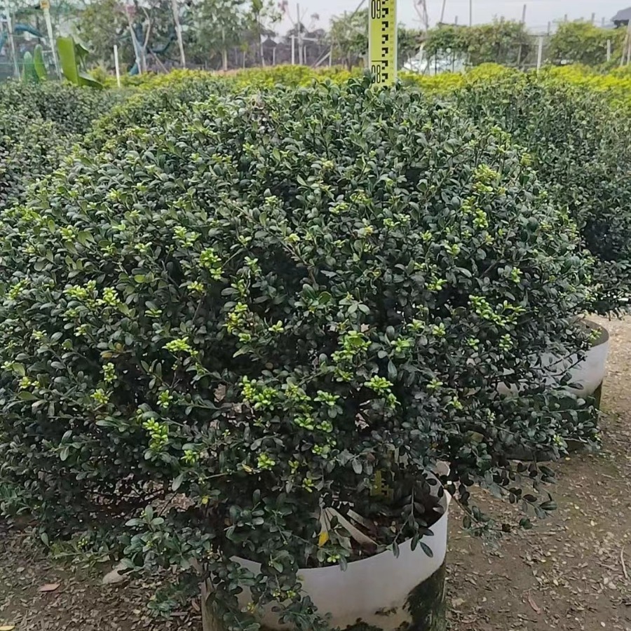 基地供应绿化工程苗龟甲冬青球庭院别野花镜常绿植物花境素材